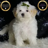 Chunky, a male Maltipoo for sale in Warsaw, IN – Photo 1 of 6