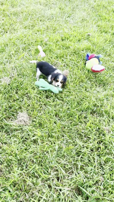 Prissy UABR, a female Cavalier King Charles Spaniel for sale in Warsaw, IN – 9 of 9