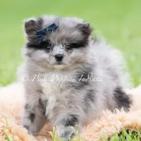 Draco, a male Pomeranian for sale in Warsaw, IN – 3 of 6