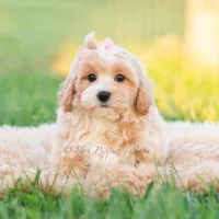twila, a female Poodle - Toy  for sale in Warsaw, IN – 5 of 8