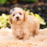 Pebblewhisk, a male Maltipoo for sale in Warsaw, IN – 2 of 7