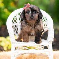 Esmeralda, a female Yorkshire Terrier and Poodle - Toy  for sale in Warsaw, IN – 6 of 7