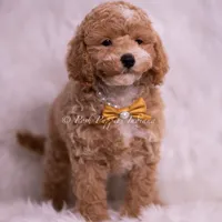 Marty, a male Poodle - Toy  for sale in Warsaw, IN – 2 of 5