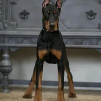 Rushka AKC champion euro lines, a female Doberman Pinscher for sale in Warsaw, IN – Photo 2 of 6