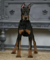 Rushka AKC champion euro lines, a female Doberman Pinscher for sale in Warsaw, IN – Photo 2 of 6