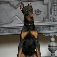 Rushka AKC champion euro lines, a female Doberman Pinscher for sale in Warsaw, IN – Photo 6 of 6