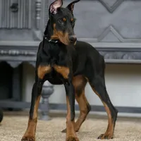 Rushka AKC champion euro lines, a female Doberman Pinscher for sale in Warsaw, IN – Photo 5 of 6