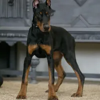 Rushka AKC champion euro lines, a female Doberman Pinscher for sale in Warsaw, IN – Photo 4 of 6