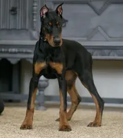 Rushka AKC champion euro lines, a female Doberman Pinscher for sale in Warsaw, IN – Photo 4 of 6