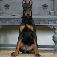 Rushka AKC champion euro lines, a female Doberman Pinscher for sale in Warsaw, IN – Photo 3 of 6