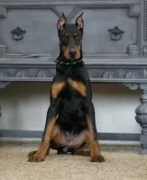Rushka AKC champion euro lines, a female Doberman Pinscher for sale in Warsaw, IN – Photo 3 of 6