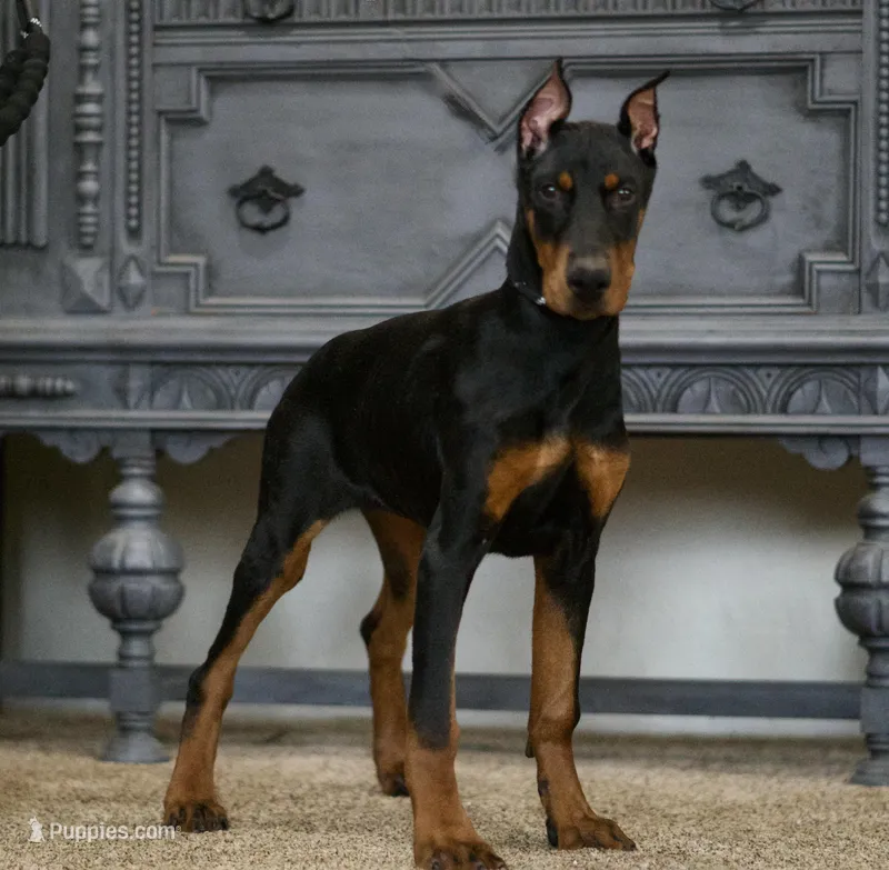 Rushka AKC champion euro lines, a female Doberman Pinscher for sale in Warsaw, IN – Photo 1 of 6