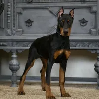 Rushka AKC champion euro lines, a female Doberman Pinscher for sale in Warsaw, IN – Photo 1 of 6