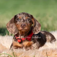 Artie AKC, a male Miniature Dachshund for sale in Warsaw, IN – 3 of 3