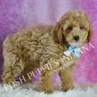 UABR Wiggles, a male Poodle - Miniature  for sale in Warsaw, IN – Photo 4 of 5