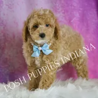 UABR Wiggles, a male Poodle - Miniature  for sale in Warsaw, IN – Photo 3 of 5