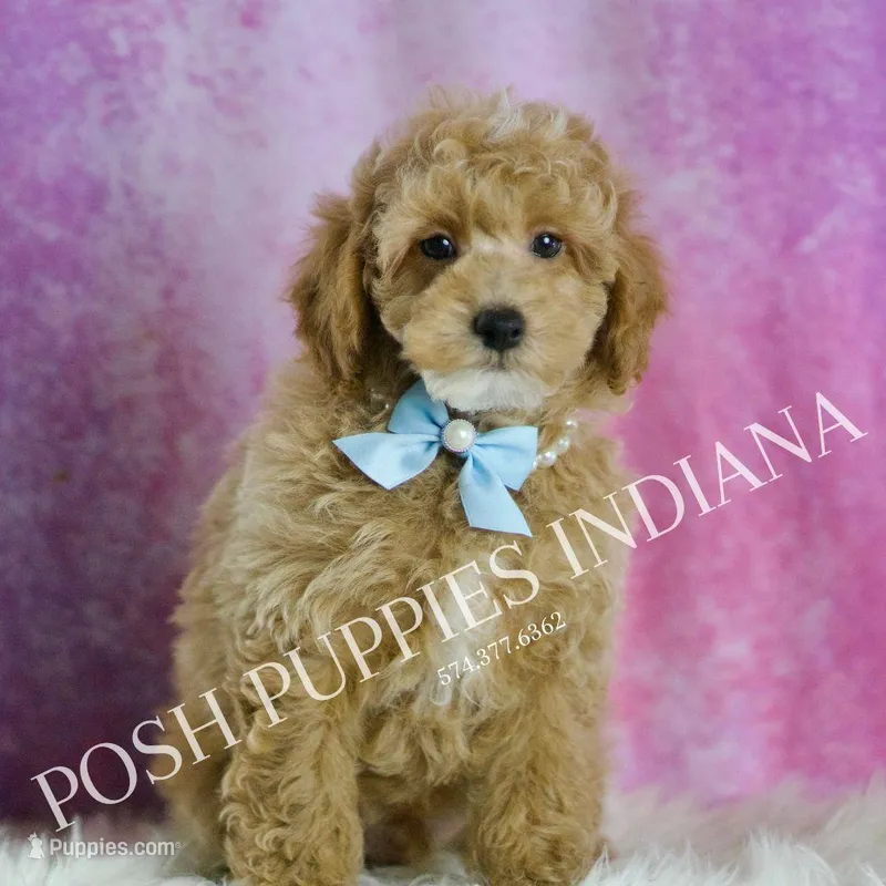 UABR Wiggles – Poodle - Miniature  puppy for sale in Warsaw, IN