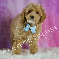 UABR Wiggles, a male Poodle - Miniature  for sale in Warsaw, IN – Photo 5 of 5