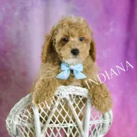 UABR Wiggles, a male Poodle - Miniature  for sale in Warsaw, IN – Photo 2 of 5
