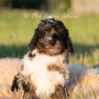 Fudge Swirls, a male Poodle - Toy  for sale in Warsaw, IN – 2 of 6