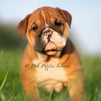 Duchess, a female English Bulldog for sale in Warsaw, IN – 3 of 6