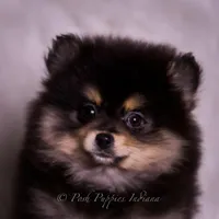 Vizio AKC, a male Pomeranian for sale in Warsaw, IN – Photo 4 of 10