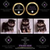 Vizio AKC, a male Pomeranian for sale in Warsaw, IN – Photo 2 of 10