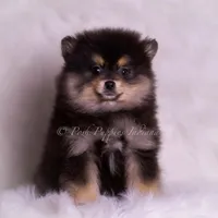 Vizio AKC, a male Pomeranian for sale in Warsaw, IN – Photo 9 of 10