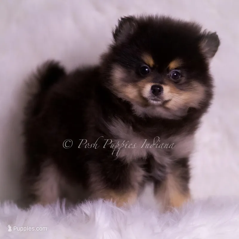 Vizio AKC, a male Pomeranian for sale in Warsaw, IN – Photo 1 of 10