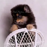 Vizio AKC, a male Pomeranian for sale in Warsaw, IN – Photo 7 of 10