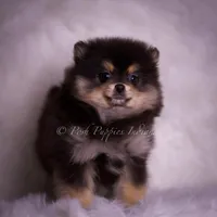 Vizio AKC, a male Pomeranian for sale in Warsaw, IN – Photo 8 of 10