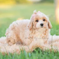 twila, a female Poodle - Toy  for sale in Warsaw, IN – 2 of 8
