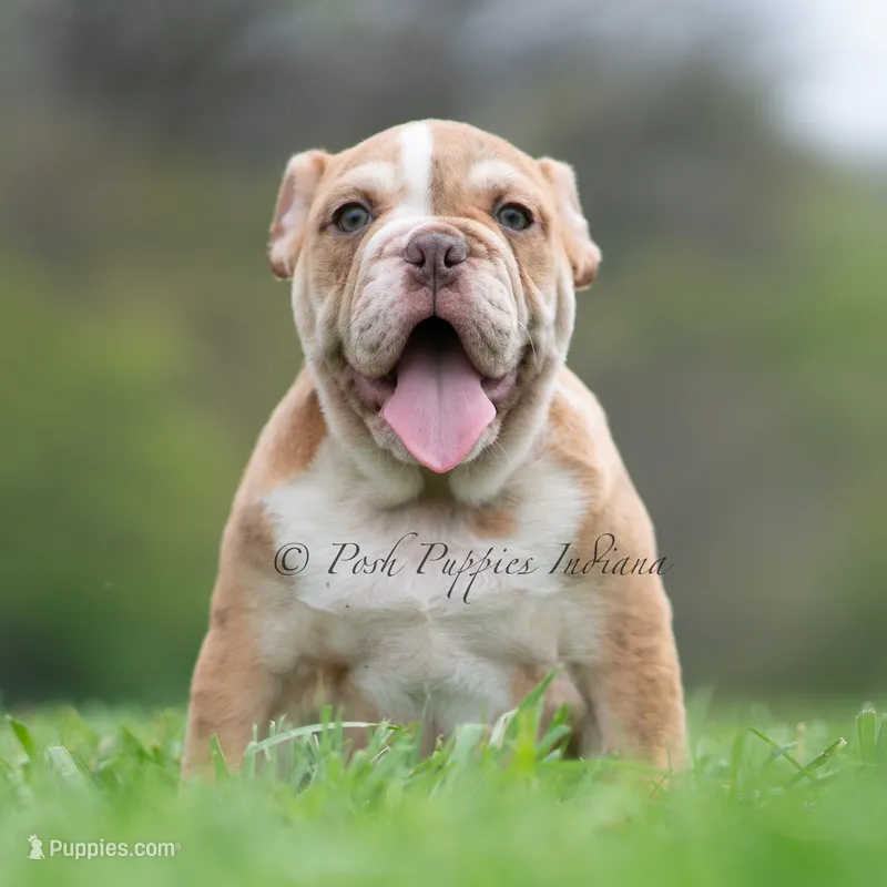 Jinko AKC – English Bulldog puppy for sale in Warsaw, IN