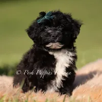 Bixby, a male Yorkipoo for sale in Warsaw, IN – 2 of 5