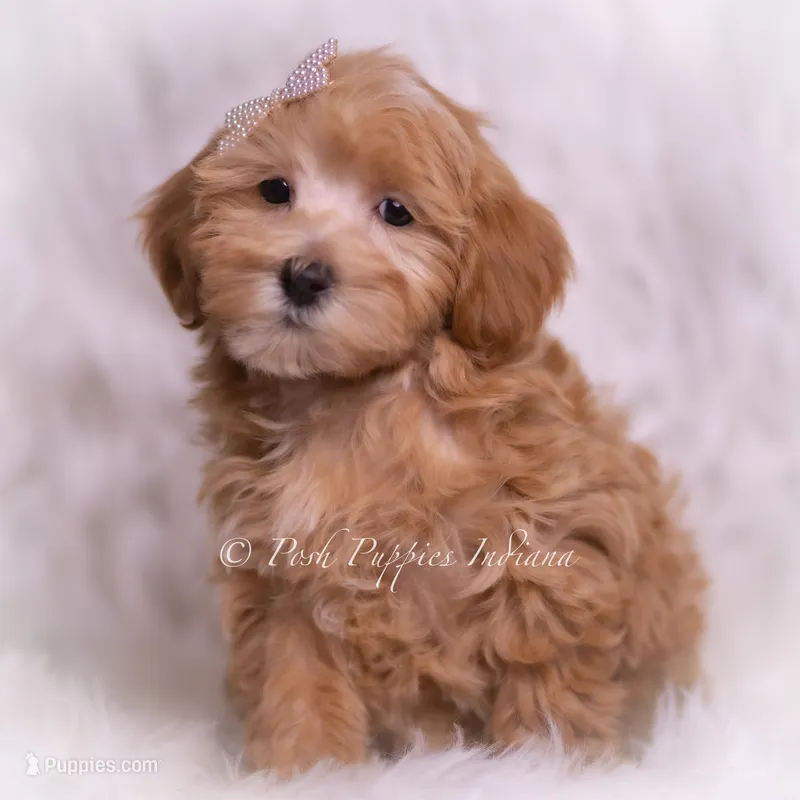 Tiana – Maltipoo puppy for sale in Warsaw, IN