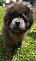 Vision, a male Chow Chow for sale in Warsaw, IN – 6 of 8