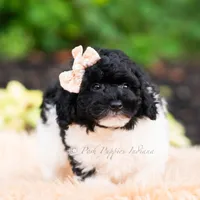 Poa, a male Miniature Goldendoodle for sale in Warsaw, IN – 7 of 8