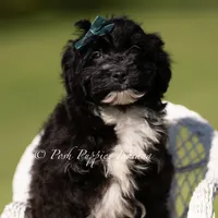 Bixby, a male Yorkipoo for sale in Warsaw, IN – 5 of 5