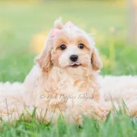 twila, a female Poodle - Toy  for sale in Warsaw, IN – 7 of 8