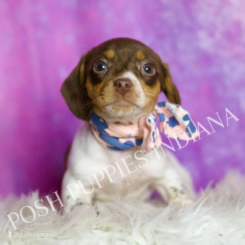 Sapphire AKC, a female Miniature Dachshund for sale in Warsaw, IN – Photo 1 of 6