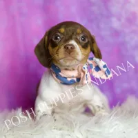 Sapphire AKC, a female Miniature Dachshund for sale in Warsaw, IN – Photo 1 of 6