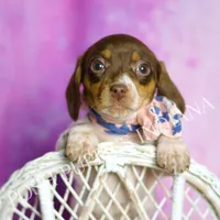 Sapphire AKC, a female Miniature Dachshund for sale in Warsaw, IN – Photo 3 of 6