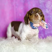 Sapphire AKC, a female Miniature Dachshund for sale in Warsaw, IN – Photo 2 of 6