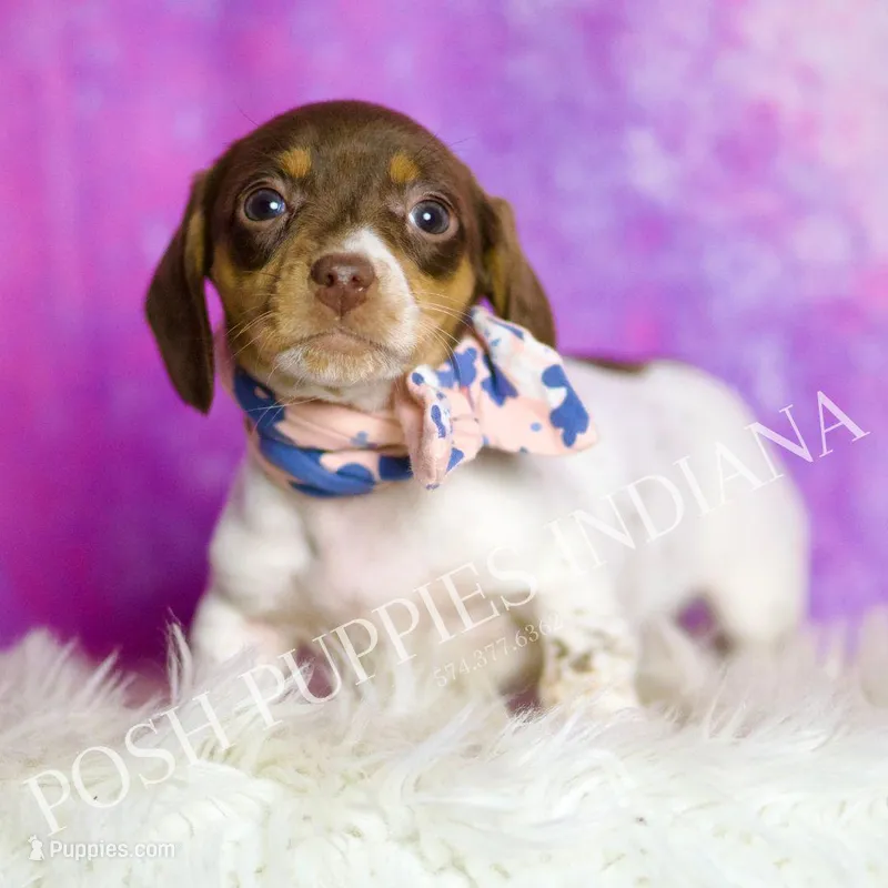 Sapphire AKC – Miniature Dachshund puppy for sale in Warsaw, IN