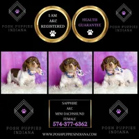 Sapphire AKC, a female Miniature Dachshund for sale in Warsaw, IN – Photo 6 of 6