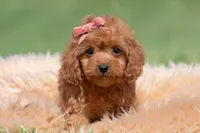 Cupcake F1, a female Maltipoo for sale in Warsaw, IN – 10 of 10