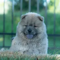 Bouji, a female Chow Chow for sale in Warsaw, IN – 9 of 10