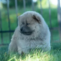 Bouji, a female Chow Chow for sale in Warsaw, IN – 5 of 10