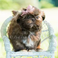 clementine, a female Shih Tzu for sale in Warsaw, IN – 6 of 6