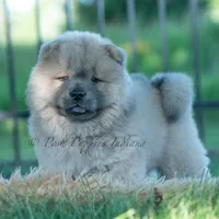 Bouji, a female Chow Chow for sale in Warsaw, IN – 7 of 10